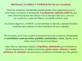 PROTOALCALOIDES Y NITRÓGENO NO ALCALOIDALEntre las sustancias consideradas protoalcaloides tiene importancia para la toxicología veterinaria el aminoácidoS-metilcisteína sulfóxido (SMCO),que entre otras brassicáceas hace tóxica a la col forrajera(Brassica_oleracea var.acephala), y entre las liliácea a la cebolla(Allium cepa). En el tracto digestivo, el SMCO es transformado en dimetil y dipropil disulfuro sustancias que explican el efecto hemolítico de esos vegetales. Por otra parte, en el reino vegetal se encuentran diversas sustancias nitrogenadas no alcaloidales, como proteinas, péptidos, aminoácidos y otras, algunas de las cuales tienen relevancia toxicológica. Entre ellas es importante señalar al triptofano, aminoácidoque al abundar en plantas leguminosas en rápido crecimiento, puede causar enfisema y edema pulmonar en rumiantesque pastorean en praderas constituídas por tales plantas.  