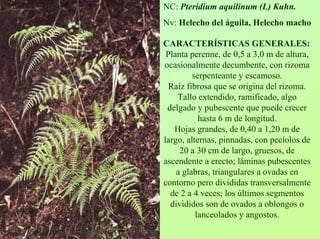 CARACTERÍSTICAS GENERALES: Planta perenne, de 0,5 a 3,0 m de altura, ocasionalmente decumbente, con rizoma serpenteante y escamoso. Raíz fibrosa que se origina del rizoma. Tallo extendido, ramificado, algo delgado y pubescente que puede crecer hasta 6 m de longitud. Hojas grandes, de 0,40 a 1,20 m de largo, alternas, pinnadas, con pecíolos de 20 a 30 cm de largo, gruesos, de ascendente a erecto; láminas pubescentes a glabras, triangulares a ovadas en contorno pero divididas transversalmente de 2 a 4 veces; los últimos segmentos divididos son de ovados a oblongos o lanceolados y angostos. NC: Pteridiumaquilinum(L) Kuhn. Nv: Helecho del águila, Helecho macho  