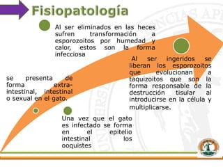 se presenta de
forma extra-
intestinal, intestinal
o sexual en el gato.
Una vez que el gato
es infectado se forma
en el epitelio
intestinal los
ooquistes
Al ser eliminados en las heces
sufren transformación a
esporozoitos por humedad y
calor, estos son la forma
infecciosa
Al ser ingeridos se
liberan los esporozoitos
que evolucionan a
taquizoitos que son la
forma responsable de la
destrucción tisular al
introducirse en la célula y
multiplicarse.
 