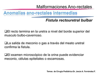 Malformaciones Ano-rectales
Fistula rectouretral bulbar
El recto termina en la uretra a nivel del borde superior del
musculo bulbo-cavernoso.
La salida de meconio o gas a través del meato uretral
confirma la fistula.
El examen microscópico de la orina puede evidenciar
meconio, células epiteliales o escamosas.

Temas de Cirugía Pediátrica Dr. Jesús A. Fernández F.

 