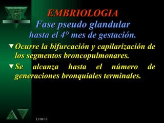 EMBRIOLOGIA Fase pseudo glandular hasta el 4° mes de gestación. <ul><li>Ocurre la bifurcación y capilarización de los segm...