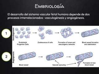 Embriología
El desarrollo del sistema vascular fetal humano depende de dos
procesos interrelacionados: vasculogénesis y angiogénesis.
 
