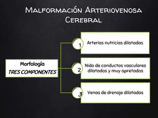 Malformación Arteriovenosa
Cerebral
Morfología
TRES COMPONENTES
Arterias nutricias dilatadas
Nido de conductos vasculares
dilatados y muy apretados
Venas de drenaje dilatadas
 