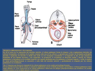 TRÁQUEA BRONQUIOS Y PULMONES
En (4) el curso de su separación del intestino anterior, el esbozo pulmonar forma la tráquea y dos evaginaciones laterales, los
esbozos bronquiales, al comienzo de la quinta semana cada uno de los esbozos se agranda para formar los bronquios principales
derecho e izquierdo; El derecho se divide más tarde en tres bronquios secundarios y el izquierdo en dos, lo que anuncia la
formación de tres lóbulos derechos y dos izquierdos. Al producirse el crecimiento en dirección caudal y lateral, los esbozos
pulmonares se introducen en la cavidad corporal, este espacio destinado para los pulmones es bastante angosto y recibe el nombre
de canal pericardioperitoneal, se encuentra a cada lado del intestino anterior y gradualmente es ocupado por los esbozos
pulmonares en crecimiento.
Fig. 4 Esquemas que ilustran la expansión de los esbozos pulmonares en los canales pericardioperitoneales.
En este periodo de desarrollo los canales se comunican ampliamente con las cavidades peritoneal y pericardiaca. A Esbozos pulmonares vistos
desde adelante. B Corte transversal de los esbozos pulmonares. Obsérvense los pliegues pleuropericardíacos que dividirán a la cavidad
celómica torácica en las cavidades pleural y pericardiaca.
 