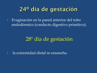  Evaginación en la pared anterior del tubo
endodérmico (conducto digestivo primitivo).
28º día de gestación
 la extremidad distal se ensancha.
 