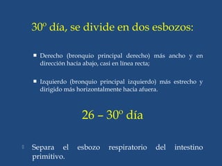 30º día, se divide en dos esbozos:
 Derecho (bronquio principal derecho) más ancho y en
dirección hacia abajo, casi en línea recta;
 Izquierdo (bronquio principal izquierdo) más estrecho y
dirigido más horizontalmente hacia afuera.
26 – 30º día
 Separa el esbozo respiratorio del intestino
primitivo.
 