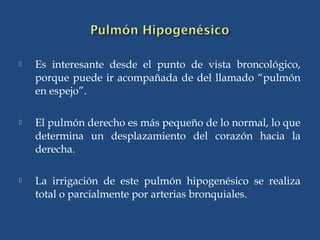  Es interesante desde el punto de vista broncológico,
porque puede ir acompañada de del llamado “pulmón
en espejo”.
 El pulmón derecho es más pequeño de lo normal, lo que
determina un desplazamiento del corazón hacia la
derecha.
 La irrigación de este pulmón hipogenésico se realiza
total o parcialmente por arterias bronquiales.
 