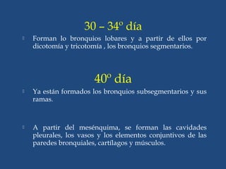30 – 34º día
 Forman lo bronquios lobares y a partir de ellos por
dicotomía y tricotomía , los bronquios segmentarios.
40º día
 Ya están formados los bronquios subsegmentarios y sus
ramas.
 A partir del mesénquima, se forman las cavidades
pleurales, los vasos y los elementos conjuntivos de las
paredes bronquiales, cartílagos y músculos.
 