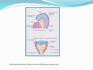 Embriología clínica.Keith.L.Moore.8ª.edicion.Edit.Elsevier Saunders.2008
 
