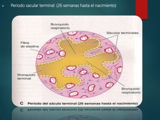  Periodo alveolar: (32 semanas a 8 años)
 Los capilares sobresales en los sáculos terminales
 Aumentan capilares linfát...