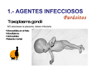 Toxoplasma gondii  Microcefalia en el feto Microftalmia Hidrocefalia Retardo mental   Parásitos NO atraviesan la placenta, deben infectarla 