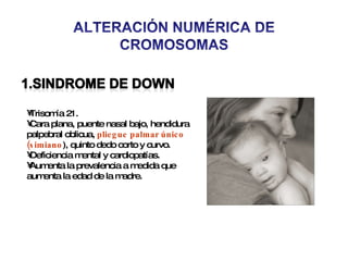Trisomía 21. Cara plana, puente nasal bajo, hendidura palpebral oblicua,  pliegue palmar único (simiano ), quinto dedo corto y curvo. Deficiencia mental y cardiopatías. Aumenta la prevalencia a medida que aumenta la edad de la madre. 