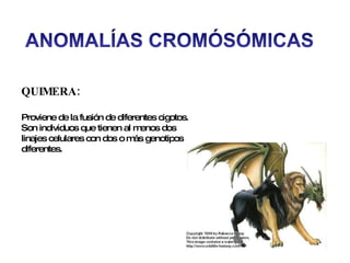 QUIMERA:  Proviene de la fusión de diferentes cigotos. Son individuos que tienen al menos dos linajes celulares con dos o más genotipos diferentes.  
