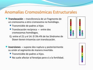 Anomalías Cromosómicas Estructurales
 Translocación → transferencia de un fragmento de
  un cromosoma a otro cromosoma no homólogo.
    Transmisible de padres a hijos
    Translocación recíproca → entre dos
      cromosomas homólogos.
   Ej: entre el 21 y el 14. El 3%-4% de los Síndrome de
      Down tienen trisomías con translocación.

 Inversiones → supone dos ruptura y posteriormente
  su unión al segmento de manera invertida.
    Transmisible de padres a hijos.
    No suele afectar al fenotipo pero sí a la fertilidad.
 