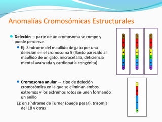 Anomalías Cromosómicas Estructurales
 Deleción → parte de un cromosoma se rompe y
  puede perderse
    Ej: Síndrome del maullido de gato por una
     deleción en el cromosoma 5 (llanto parecido al
     maullido de un gato, microcefalia, deficiencia
     mental avanzada y cardiopatía congénita)



    Cromosoma anular → tipo de deleción
      cromosómica en la que se eliminan ambos
      extremos y los extremos rotos se unen formando
      un anillo
   Ej: en síndrome de Turner (puede pasar), trisomía
      del 18 y otras
 