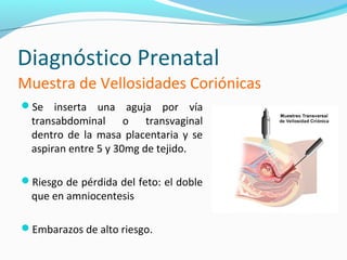 Diagnóstico Prenatal
Muestra de Vellosidades Coriónicas
Se inserta una aguja por vía
  transabdominal o transvaginal
  dentro de la masa placentaria y se
  aspiran entre 5 y 30mg de tejido.

Riesgo de pérdida del feto: el doble
  que en amniocentesis

Embarazos de alto riesgo.
 