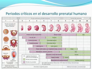 Periodos críticos en el desarrollo prenatal humano
 