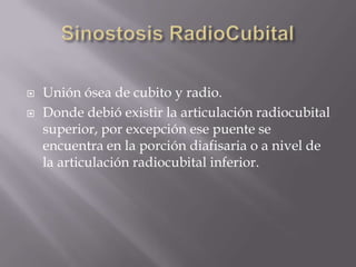    Unión ósea de cubito y radio.
   Donde debió existir la articulación radiocubital
    superior, por excepción ese puente se
    encuentra en la porción diafisaria o a nivel de
    la articulación radiocubital inferior.
 