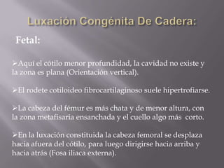 Fetal:

Aquí el cótilo menor profundidad, la cavidad no existe y
la zona es plana (Orientación vertical).

El rodete cotiloideo fibrocartilaginoso suele hipertrofiarse.

La cabeza del fémur es más chata y de menor altura, con
la zona metafisaria ensanchada y el cuello algo más corto.

En la luxación constituida la cabeza femoral se desplaza
hacia afuera del cótilo, para luego dirigirse hacia arriba y
hacia atrás (Fosa iliaca externa).
 