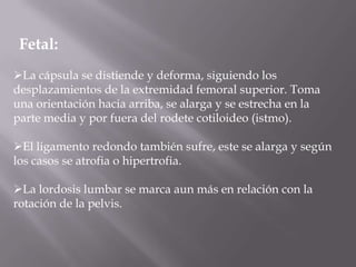 Fetal:
La cápsula se distiende y deforma, siguiendo los
desplazamientos de la extremidad femoral superior. Toma
una orientación hacia arriba, se alarga y se estrecha en la
parte media y por fuera del rodete cotiloideo (istmo).

El ligamento redondo también sufre, este se alarga y según
los casos se atrofia o hipertrofia.

La lordosis lumbar se marca aun más en relación con la
rotación de la pelvis.
 