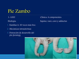 Pie Zambo
1-1000
Etiologia:
1. Familias A. 30 veces más frec.
2. Mecánicas intrauterinas
3. Detención de desarrollo del
pie (teratog)
Clínica: 4 componentes:
Equino, varo, cavo y adductus
 