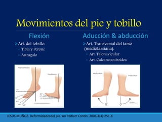 Movimientos del pie y tobillo
Art. del tobillo:
◦ Tibia y Peroné
◦ Astragalo
Art. Transversal del tarso
(mediotarsiana):
◦ Art. Talonavicular
◦ Art. Calcaneocuboidea
Flexión Aducción & abducción
JESÚS MUÑOZ. Deformidadesdel pie. An Pediatr Contin. 2006;4(4):251-8
 