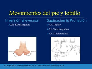 Movimientos del pie y tobillo
Art. Subastragalina Art. Tobillo
Art. Subastragalina
Art. Mediotarsiana
Inversión & eversión Supinación & Pronación
JESÚS MUÑOZ. Deformidadesdel pie. An Pediatr Contin. 2006;4(4):251-8
 