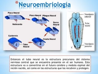 *Neuroembriología
Entonces el tubo neural es la estructura precursora del sistema
nervioso central que se encuentra presente en el ser humano. Esta
estructura va a convertirse en el futuro cerebro y medula espinal del
recién nacido, así como en las estructuras que los recubren y protegen.
 