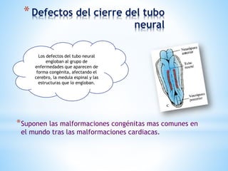 *Defectos del cierre del tubo
neural
*Suponen las malformaciones congénitas mas comunes en
el mundo tras las malformaciones cardiacas.
Los defectos del tubo neural
engloban al grupo de
enfermedades que aparecen de
forma congénita, afectando el
cerebro, la medula espinal y las
estructuras que lo engloban.
 