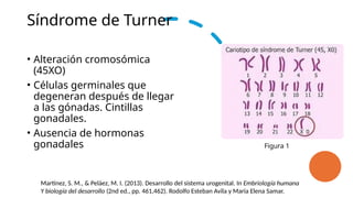 MALFORMACIONES DEL APARATO GENITAL FEMENINO.pptx