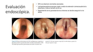 Evaluación
endoscópica.
• 50% se observan anomalías asociadas.
• Laringotraqueobroncoscopia rígida: evalúa la extensión craneocaudal de la
estenosis y mide el tamaño de la luz.
• Dependiendo de la gravedad de los síntomas se decide asegurar la vía
aérea.
 
