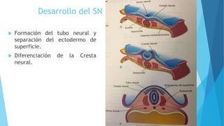 Desarrollo del SN
 Formación del tubo neural y
separación del ectodermo de
superficie.
 Diferenciación de la Cresta
neural.
 