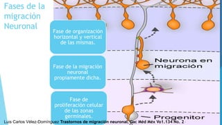 Fases de la
migración
Neuronal
Fase de
proliferación celular
de las zonas
germinales.
Fase de la migración
neuronal
propiamente dicha.
Fase de organización
horizontal y vertical
de las mismas.
Luis Carlos Vélez-Domínguez Trastornos de migración neuronal, Gac Méd Méx Vo1.134 No. 2 *
 