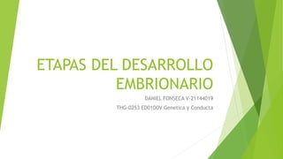 ETAPAS DEL DESARROLLO
EMBRIONARIO
DANIEL FONSECA V-21144019
THG-0253 ED01D0V Genetica y Conducta
 