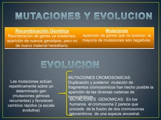 Recombinación Genética
Reordenación de genes ya existentes,
aparición de nuevos genotipos, pero no
de nuevo material hereditario.
Mutaciones
Aparición de genes que no existían, la
mayoría de mutaciones son negativas.
Las mutaciones actúan
repetitivamente sobre un
determinado gen
(mutaciones génicas
recurrentes) y favorecen
cambios rápidos (a escala
evolutiva)
MUTACIONES CROMOSOMICAS:
Duplicación y posterior mutación de
fragmentos cromosómicos han hecho posible la
aparición de las diversas cadenas de
hemoglobinas.
MUTACIONES GENOMICAS: En los
humanos el cromosoma 2 parece que
procede de la fusión de dos cromosomas
telocentricos de una especie ancestral.
 