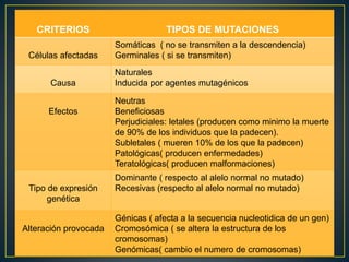 CRITERIOS TIPOS DE MUTACIONES
Células afectadas
Somáticas ( no se transmiten a la descendencia)
Germinales ( si se transmiten)
Causa
Naturales
Inducida por agentes mutagénicos
Efectos
Neutras
Beneficiosas
Perjudiciales: letales (producen como minimo la muerte
de 90% de los individuos que la padecen).
Subletales ( mueren 10% de los que la padecen)
Patológicas( producen enfermedades)
Teratológicas( producen malformaciones)
Tipo de expresión
genética
Dominante ( respecto al alelo normal no mutado)
Recesivas (respecto al alelo normal no mutado)
Alteración provocada
Génicas ( afecta a la secuencia nucleotidica de un gen)
Cromosómica ( se altera la estructura de los
cromosomas)
Genómicas( cambio el numero de cromosomas)
 