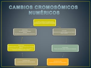 La mitosis y la Meiosis Si se presenta alguna
anomalía en estos procesos se puede formar células
que presentaría un numero anormal de cromosomas.
EUPLOIDÍA
Alteraciones del número de cromosomas que afectan a
juegos completos.
POLIPLOIDES
Presenta mas de dos juegos completos de cromosomas.
AUTOPOLIPLOIDÍA
La unión de genomas de una misma especie.
ALOPOPIPLOIDIA
La unión de genomas de especies diferentes
ANEUPLOIDIA
Anomalía que afecta uno o varios cromosomas, pero no de todo el
genoma.
Se origina por la NO disyunción de una o varias parejas de
cromosomas homólogos durante la meiosis.
MONOSOMÍA
Un cromosoma son homólogo
TRISOMÍA
Un cromosoma extra en una pareja cromosomatica
 