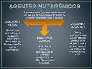 Las mutaciones ( mutágenos) inducidas
son las que se producen por la acción de
un factor ambiental, físico o químico
MUTAGENOS
FISICOS
Radiaciones
ionizantes y no
ionizantes
provocando
alteraciones en
la molécula ADN
con su
penetración.
MUTAGENOS
QUIMICOS
Moléculas de
estructuras
parecidas a la de
las bases
nitrogenadas del
ADN alterando su
estructura.
MUTAGENOS
BIOLOGICOS
Virus y
transposones que
pueden producir
cambios en la
expresión de los
genes y cambiar
su posición de
segmentos del
ADN.
 