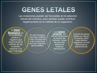 Las mutaciones pueden ser favorables en la selección
natural del individuo, pero también puede contribuir
negativamente en la vialidad de un organismo.
El Valor
Biológico es
el incremento
positivo y
negativo que
experimenta la
vialidad de las
mutantes,
respecto a la
raza originaria.
El valor biológico
mas bajo (vialidad
nula) corresponde
a las mutaciones
que han originado
genes letales.
Los GENES
LETALES, son
los que ocasionan
la muerte del
individuo antes
de que este
alcance la
madurez
reproductiva.
Cuando los genes
letales no causan
la muerte, estos
traen efectos
negativos, el cual
disminuye su
sobrevivencia.
 
