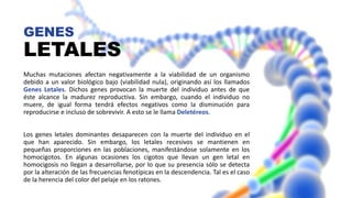 GENES
LETALES
Muchas mutaciones afectan negativamente a la viabilidad de un organismo
debido a un valor biológico bajo (viabilidad nula), originando así los llamados
Genes Letales. Dichos genes provocan la muerte del individuo antes de que
éste alcance la madurez reproductiva. Sin embargo, cuando el individuo no
muere, de igual forma tendrá efectos negativos como la disminución para
reproducirse e incluso de sobrevivir. A esto se le llama Deletéreos.
Los genes letales dominantes desaparecen con la muerte del individuo en el
que han aparecido. Sin embargo, los letales recesivos se mantienen en
pequeñas proporciones en las poblaciones, manifestándose solamente en los
homocigotos. En algunas ocasiones los cigotos que llevan un gen letal en
homocigosis no llegan a desarrollarse, por lo que su presencia sólo se detecta
por la alteración de las frecuencias fenotípicas en la descendencia. Tal es el caso
de la herencia del color del pelaje en los ratones.
 