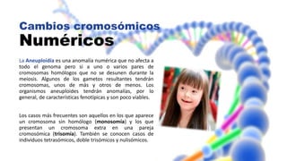 Cambios cromosómicos
Numéricos
La Aneuploidía es una anomalía numérica que no afecta a
todo el genoma pero si a uno o varios pares de
cromosomas homólogos que no se desunen durante la
meiosis. Algunos de los gametos resultantes tendrán
cromosomas, unos de más y otros de menos. Los
organismos aneuploides tendrán anomalías, por lo
general, de características fenotípicas y son poco viables.
Los casos más frecuentes son aquellos en los que aparece
un cromosoma sin homólogo (monosomía) y los que
presentan un cromosoma extra en una pareja
cromosómica (trisomía). También se conocen casos de
individuos tetrasómicos, doble trisómicos y nulisómicos.
 