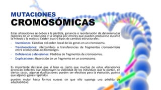 MUTACIONES
CROMOSÓMICAS
Estas alteraciones se deben a la pérdida, ganancia o reordenación de determinadas
regiones de un cromosoma y se origina por errores que pueden producirse durante
la mitosis o la meiosis. Existen cuatro tipos de cambios estructurales:
- Inversiones: Cambios del orden lineal de los genes en un cromosoma.
- Translocaciones: Intercambios o transferencias de fragmentos cromosómicos
entre cromosomas no homólogos.
- Deficiencias o deleciones: Pérdidas de fragmentos de cromosomas.
- Duplicaciones: Repetición de un fragmento en un cromosoma.
Es importante destacar que si bien es cierto que muchas de estas alteraciones
provocan defectos que disminuyen la viabilidad de los individuos que la portan, en
ciertos casos, algunas duplicaciones pueden ser efectivas para la evolución, puesto
que algunos genes repetidos
pueden mutar hacia formas nuevas sin que ello suponga una pérdida de
adaptabilidad.
 