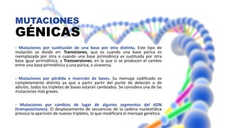 MUTACIONES
GÉNICAS
- Mutaciones por sustitución de una base por otra distinta. Este tipo de
mutación se divide en: Transiciones, que es cuando una base púrica es
reemplazada por otra o cuando una base pirimidínica es sustituida por otra
base igual pirimidínica; y Transversiones, en la que sí se producen el cambio
entre una base pirimidínica y una púrica, o viceversa.
- Mutaciones por pérdida e inserción de bases. Su mensaje codificado es
completamente distinto ya que a partir partir del punto de deleción o de
adición, todos los tripletes de bases estarán cambiados. Se considera una de las
mutaciones más graves.
- Mutaciones por cambios de lugar de algunos segmentos del ADN
(transposiciones). El desplazamiento de secuencias de la cadena nucleotídica
provoca la aparición de nuevos tripletes, lo que modificará el mensaje genético.
 