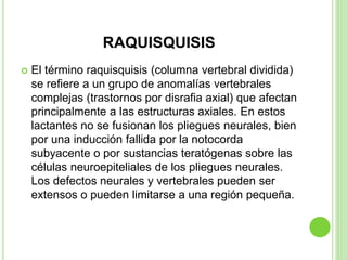 RAQUISQUISIS
 El término raquisquisis (columna vertebral dividida)
se refiere a un grupo de anomalías vertebrales
complejas (trastornos por disrafia axial) que afectan
principalmente a las estructuras axiales. En estos
lactantes no se fusionan los pliegues neurales, bien
por una inducción fallida por la notocorda
subyacente o por sustancias teratógenas sobre las
células neuroepiteliales de los pliegues neurales.
Los defectos neurales y vertebrales pueden ser
extensos o pueden limitarse a una región pequeña.
 