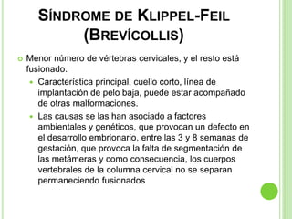 SÍNDROME DE KLIPPEL-FEIL
(BREVÍCOLLIS)
 Menor número de vértebras cervicales, y el resto está
fusionado.
 Característica principal, cuello corto, línea de
implantación de pelo baja, puede estar acompañado
de otras malformaciones.
 Las causas se las han asociado a factores
ambientales y genéticos, que provocan un defecto en
el desarrollo embrionario, entre las 3 y 8 semanas de
gestación, que provoca la falta de segmentación de
las metámeras y como consecuencia, los cuerpos
vertebrales de la columna cervical no se separan
permaneciendo fusionados
 