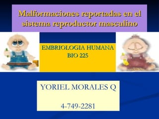 Malformaciones reportadas en el sistema reproductor masculino EMBRIOLOGIA HUMANA BIO 225 YORIEL MORALES Q 4-749-2281 