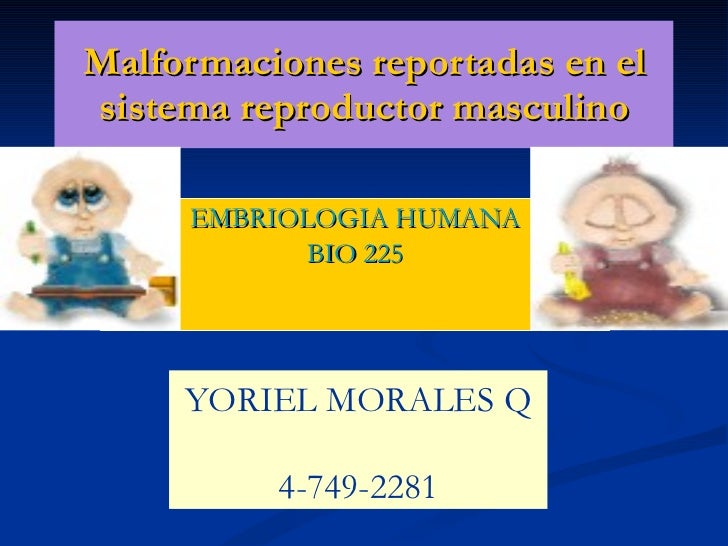Malformaciones Reportadas En El Sistema Reproductor Masculino