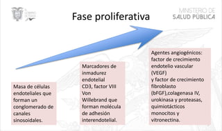 Fase proliferativa
7
Masa de células
endoteliales que
forman un
conglomerado de
canales
sinosoidales.
Marcadores de
inmadurez
endotelial
CD3, factor VIII
Von
Willebrand que
forman molécula
de adhesión
interendotelial.
Agentes angiogénicos:
factor de crecimiento
endotelio vascular
(VEGF)
y factor de crecimiento
fibroblasto
(bFGF),colagenasa IV,
urokinasa y proteasas,
quimiotácticos
monocitos y
vitronectina.
 