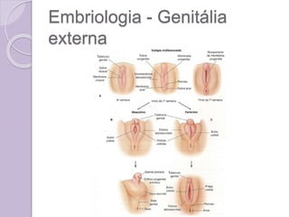 Embriologia - Genitália
externa
 