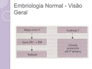 Embriologia Normal - Visão
Geral
 